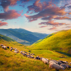 Flock of sheeps on the mountain pasturage. Colorful summer scene of Carpathian mountains, Kvasy...