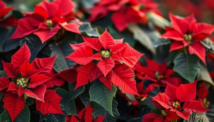 Traditional holiday plants with a background of red Poinsettia flowers