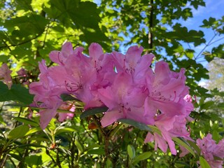 Rosa  Rhododendron blüht in der Natur