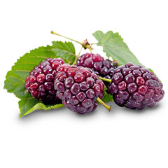 Blackberry Isolated on A Transparent Background.