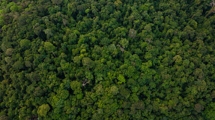 aerial view of dark green forest Abundant natural ecosystems of rainforest. Concept of nature forest preservation and reforestation.	
