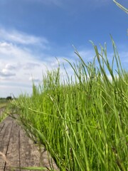 Obraz premium 風景_4