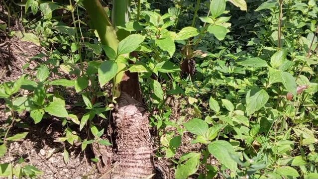 Xanthosoma plant in garden