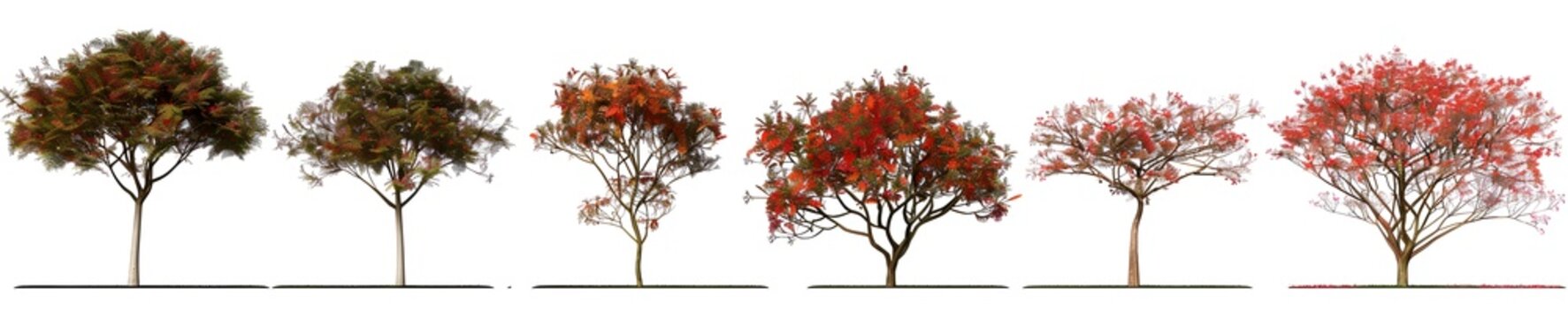  A digitally created Delonix regia tree, isolated on a transparent background for design versatility.