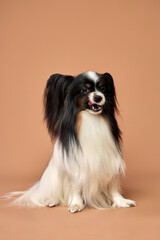  portrait of a Papillon dog on a beige background