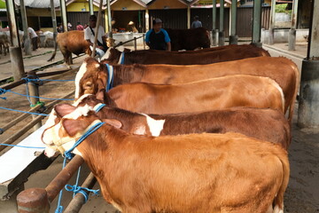 Brown Cow (sapi qurban) for the preparation for Eid al-Adha
