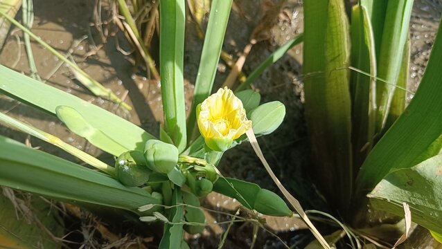 Genjer vegetable plants that are starting to flower grow on the mud