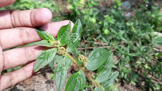 A hand holding herb plant