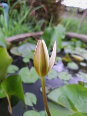 lotus flower in the pond