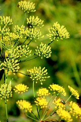 Fenchel, Gewürzfenchel    Foeniculum vulgare