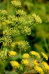 Fenchel, Gewürzfenchel   Foeniculum vulgare