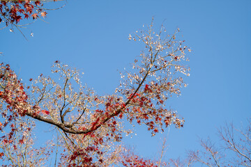 cherry blossom against sky