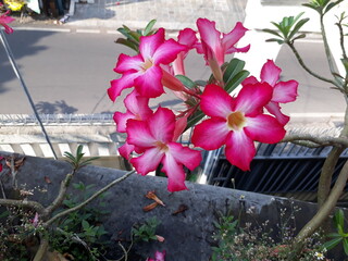 Pink adenium, desert rose, popular in Asia