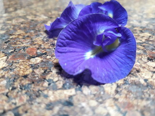 Edible flower, butterfly pea, full of nutrition