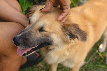 A dog gets a soothing head massage from his owner. Getting a rewarding rub for good behavior while...
