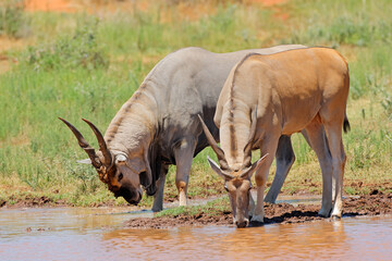 Male eland antelopes (Tragelaphus oryx) at a waterhole, Mokala National Park, South Africa.