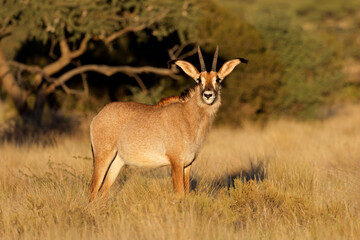 A rare roan antelope (Hippotragus equinus) in natural habitat, Mokala National Park, South Africa