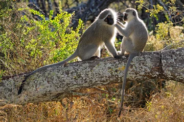 Gardinen Affe A pair of backlit vervet monkeys (Cercopithecus aethiops) sitting in a tree, South Africa.  © EcoView