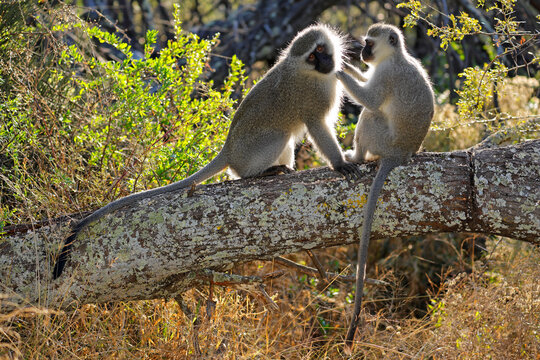 A pair of backlit vervet monkeys (Cercopithecus aethiops) sitting in a tree, South Africa.