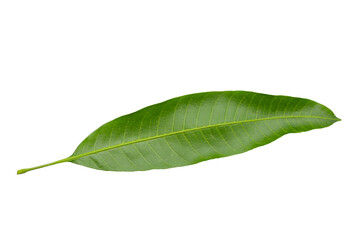 Mango leaves on white background.