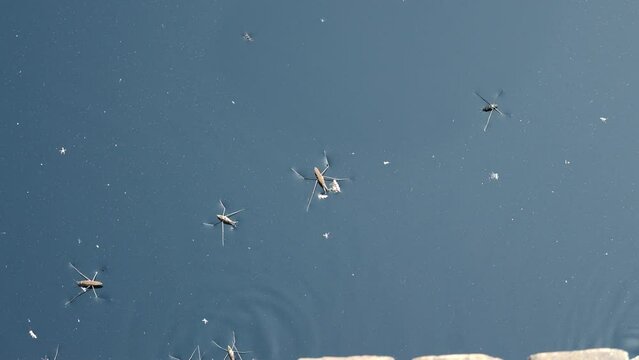 Water bugs on surface of a calm pond moving around 
