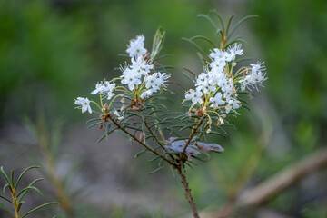 Ledum palustre (Rhododendron tomentosum) plant in forest close up view