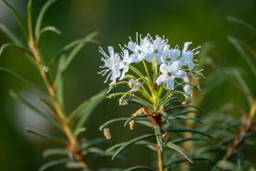 Ledum palustre (Rhododendron tomentosum) plant in forest close up view