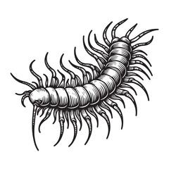 Line art of centipede vector