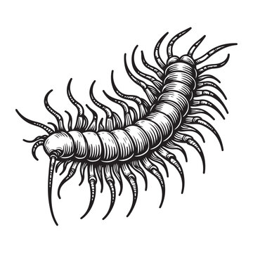 Line art of centipede vector
