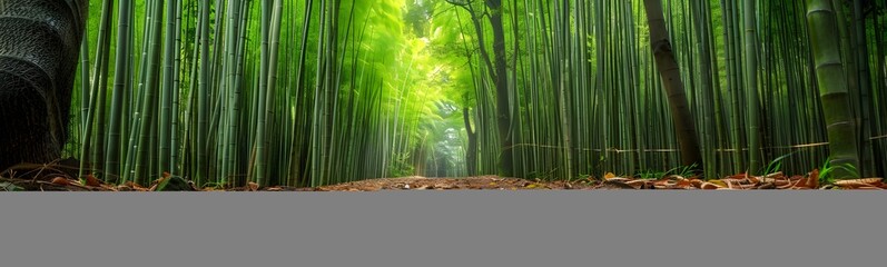 Green bamboo stems on blurred background