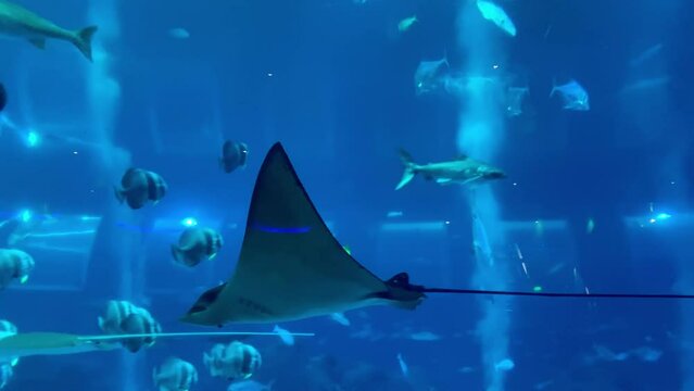 stingray, underwater scene with fishes