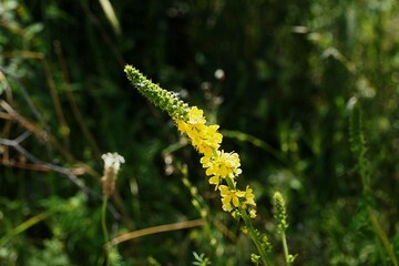 Common agrimony, or Agrimonia eupatoria plant with yellow flowers, in Northern Greece