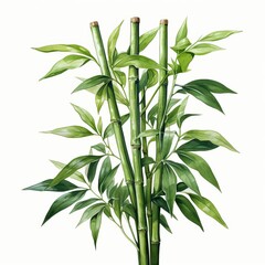 Fototapeta premium Photo of Tropical Leaves is Bamboo Leaf, Watercolor Clipart style , Isolated on white background