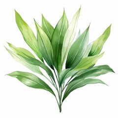 Photo of Tropical Leaves is Pandanus Leaf, Watercolor Clipart style , Isolated on white background