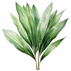 Photo of Tropical Leaves is Ponytail Palm Leaf, Watercolor Clipart style , Isolated on white background