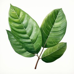 Photo of Tropical Leaves is Schefflera Leaf, Watercolor Clipart style , Isolated on white background