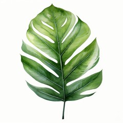 Photo of Tropical Leaves is Thalia Leaf, Watercolor Clipart style , Isolated on white background