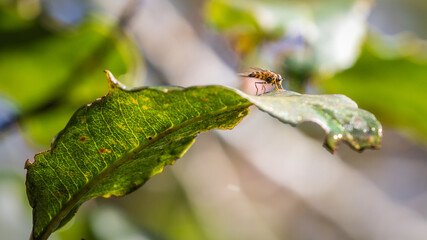 Bee on leaf