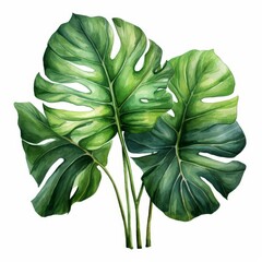 Photo of Tropical Leaves is Alocasia Leaf, Watercolor Clipart style , Isolated on white background