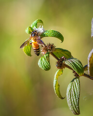 Bee on a flower, honey bee gathering nectar and pollen from wild flowers at Horton Plains National...