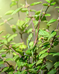 Black-cheek lizard (Calotes nigrilabris) perfectly camouflaged with the leaves at Horton Plains National Park.