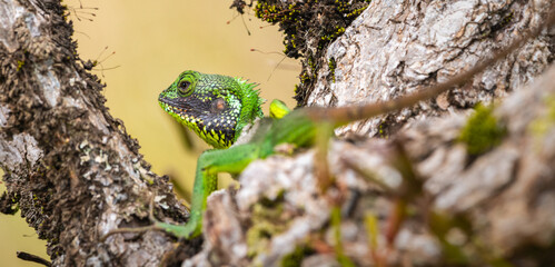 Black-lipped green lizard spotted at Horton Plains Sri Lanka