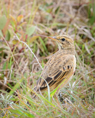 Paddy Field Pipit (Anthus rufulus) bird standing on grass in Horton Plains National Park, Sri Lanka