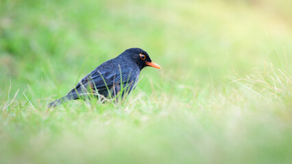 Indian Blackbird (Turdus simillimus kinnisii) foraging on the grassland at Horton Plains National Park