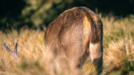 Sri Lankan sambar deer grazing rear view at Horton Plains National Park .