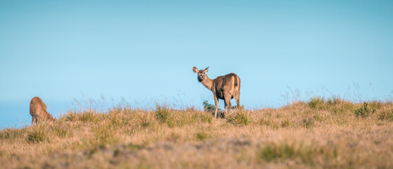 Female Sri Lankan sambar deer looking back, spotted at Horton Plains National Park