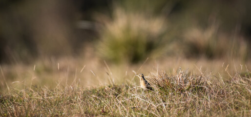 Paddy Field Pipit (Anthus rufulus) bird standing on grass in Horton Plains National Park, Sri Lanka
