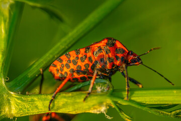 Detailed macro shot of a red and black insect perched on a green leaf. The insect's intricate patterns and textures are clearly visible, set against a blurred green background.