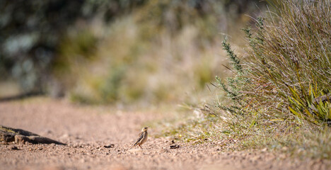 Paddy Field Pipit (Anthus rufulus) bird standing on the gravel road in Horton Plains National Park, Sri Lanka
