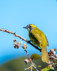 Yellow-eared bulbul bird perch on tree branch with wild berries at Horton Plains National Park